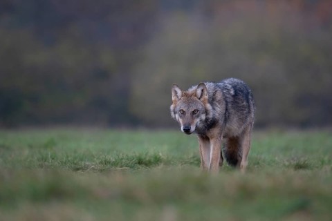 European grey wolf, Eurasian wolf (Canis lupus lupus), wolf in forest clearing, Podlaskie