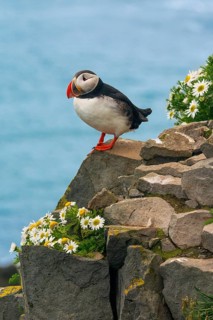Atlantic Puffin (Fratercula arctica) on cliff, Iceland