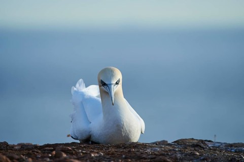 Northern gannet (Morus bassanus) lying on the cliff with the sea in the background, wildlife,