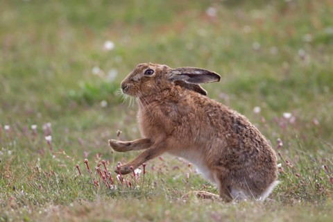 European brown hare (Lepus europaeus) adult animal stretching its front legs in grassland in