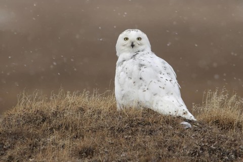 Snowy Owl (Bubo scandiacus), Alaska, USA