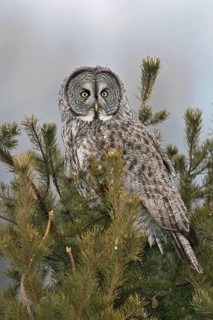 Great Grey Owl (Strix nebulosa), Maine, USA