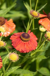 Sunflower (Helenium 'Moerheim Beauty'),  Germany
