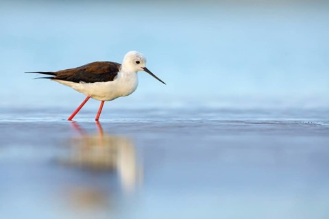 Black-winged Stilt, (Himantopus himantopus), avocet family, biotope, habitat, foraging, East Khawr