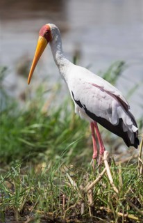 Yellow-billed Stork (Mycteria ibis), Uganda