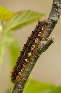Euthrix potatoria, hen, grass hen, lasiocampidae, drinker, mealyworm, drinker, high size, portrait,