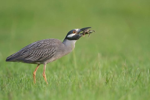 Yellow-crowned Night Heron eating frog - Kitty Hollow County Park, Missouri City, Texas