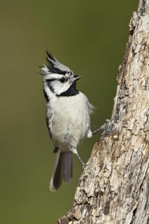 Bridled Titmouse (Baeolophus wollweberi), Arizona, USA