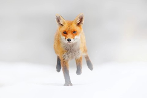 Red Fox hunting, Vulpes vulpes, wildlife scene from Europe. Orange fur coat animal in the nature