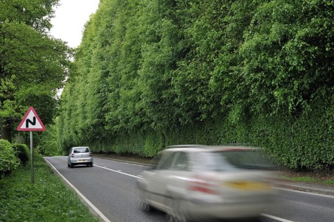 The Meikleour Beech Hedge (Fagus sylvatica), the tallest and longest hedge on earth, reaching 30