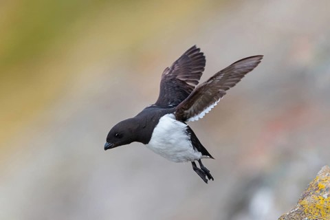 Little grebe, Plautus alle, Dovekie, Little Auk, (Mergule nain), Mérgulo atlántico, flight photo,