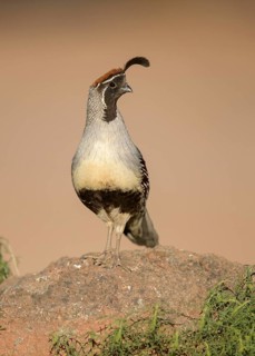 Gambel's Quail (Callipepla gambelii) male on ground, Arizona, USA