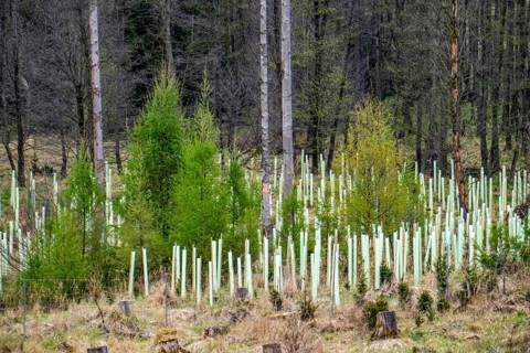 Newly planted trees, dead spruce forest in the background, forest dieback in the Arnsberg Forest