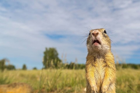 European ground squirrel (Spermophilus citellus) or European souslik sitting on sand and in tall