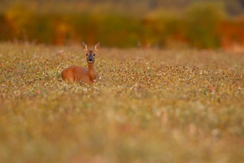 Roe deer (Capreolus capreolus) adult female doe in a farmland wildflower field in the summer,