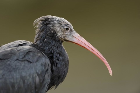 Northern Bald Ibis (Geronticus eremita), portrait, Austria