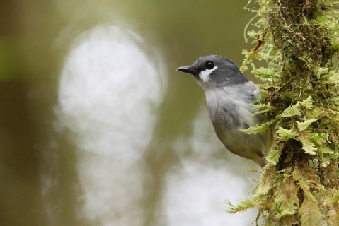 Ashy Robin (Heteromyias albispecularis) male, West Papua, Indonesia