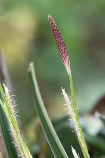 Japanese sedge (Carex morrowii 'Variegata'),  Germany