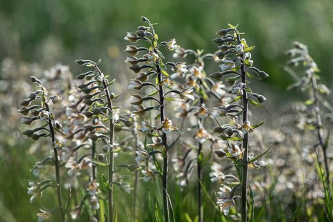 Marsh Helleborine (Epipactis palustris), Emsland, Lower Saxony, Germany