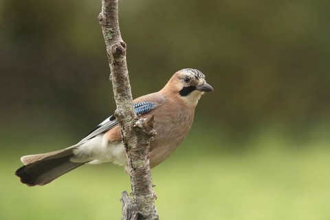Eurasian Jay (Garrulus glandarius), view from below, nature photography, Berzogana, Sierra de