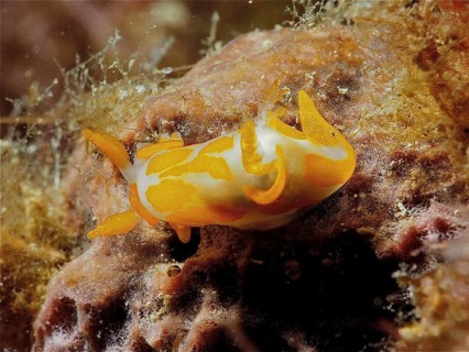 Colourful nudibranch, Griffelschnecke (Trapania maculata), on a rock in the sea, dive site marine