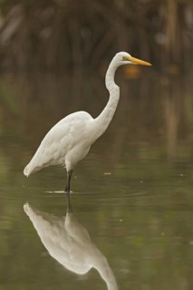 Great Egret (Ardea alba), Gambia