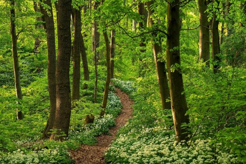 A picturesque winding path or forest path lined with white flowering wild garlic (Allium ursinum)