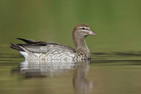 Maned Duck (Chenonetta jubata) female, Australian Capital Territory, Australia