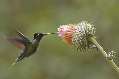 Admirable Hummingbird (Eugenes spectabilis), Costa Rica