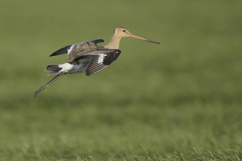Black-tailed Godwit (Limosa limosa) flying, Texel, Netherlands