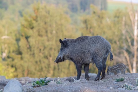 One adult and one piglet wild boar or wild pig (Sus scrofa) walking over an opening with a green