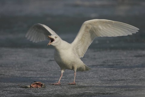 Glaucous Gull (Larus hyperboreus), Ohio, USA