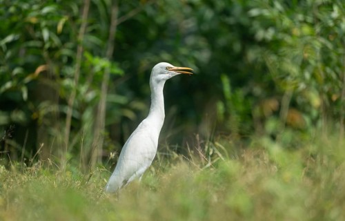 A Cattle Egret (Bubulcus ibis), Sreepur, Gazipur, Bangladesh