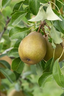 Pear (Pyrus communis 'Président Héron'), Bundessorteamt, Germany