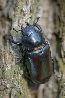 Thundergugi, firecracker, stag beetle, hornschröter, Lucanus cervus, Schröter, Beetle, Coleoptera,
