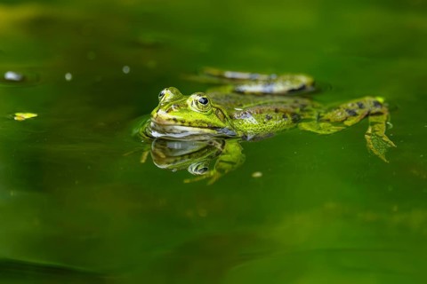 Edible frog (Pelophylax esculentus) in a little lake in the water, Bavaria, Germany