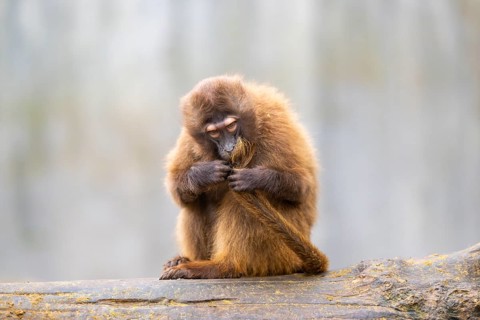 Gelada (Theropithecus gelada) sitting on a tree trunk, captive, Germany
