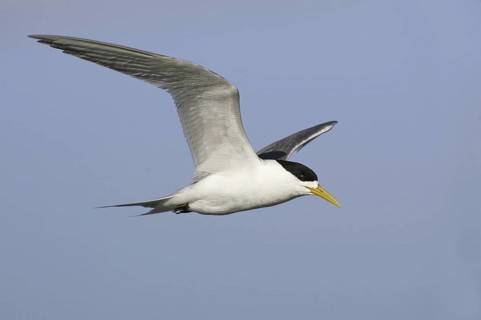 Greater Crested Tern (Thalasseus bergii), Victoria, Australia