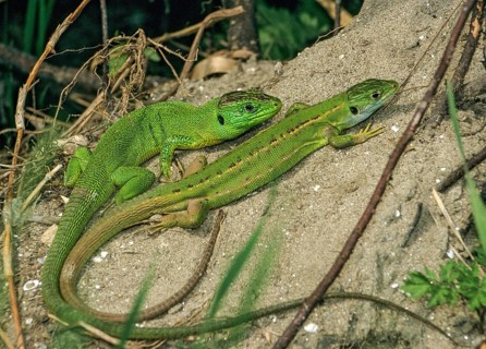 Lacerta bilineata, western green lizard, western emerald lizard, critters, lizards, lizards,