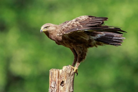 Lesser Spotted Eagle (Clanga pomarina) perched on a pale, Poland