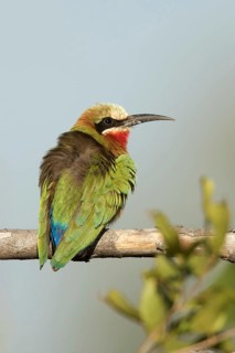 Witkapbijeneterjing zittend op tak, White-fronted Bee-eaterjuvenile sitting on pearch