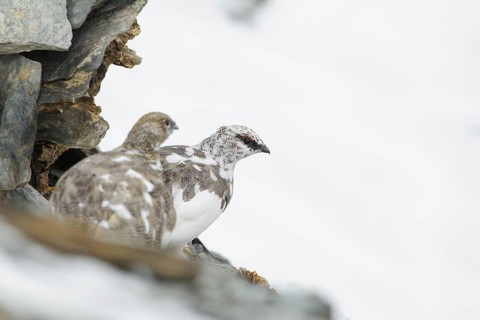 Rock Ptarmigan (Lagopus muta), Grisons, Switzerland