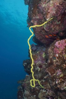 Wire Coral (Cirrhipathes spiralis)