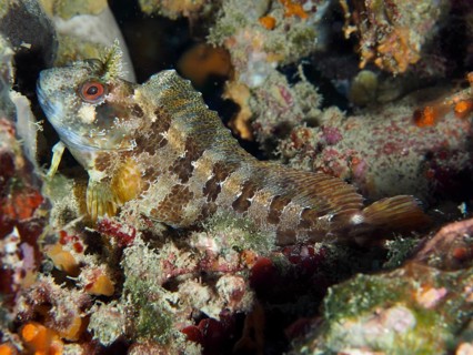Tompot blenny (Parablennius gattorugine), blending into the reef structure, perfectly camouflaged,