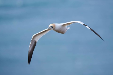 Northern gannet (Morus bassanus) flying over the sea, wildlife, Helgoland, Germany