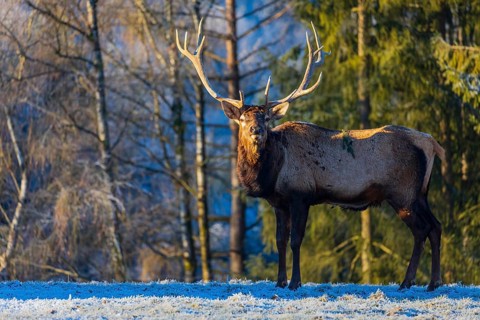 One Wapiti stag, Cervus canadensis, stands on a snow covered meadow. A forest in the background