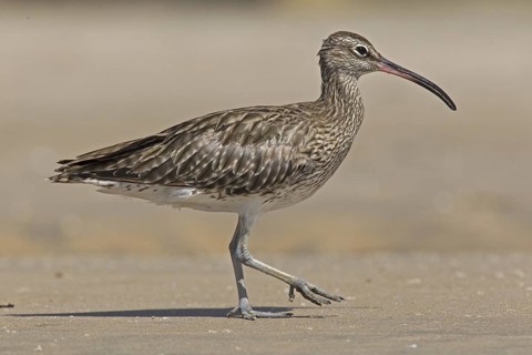 Whimbrel (Numenius phaeopus), Gambia