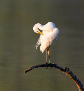 Great Egret (Ardea alba) grooming its feathers on a dead branch in the warm morning light, Lower