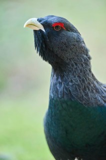 Western capercaillie (Tetrao urogallus) male (cock) portrait, Bavaria, Germany