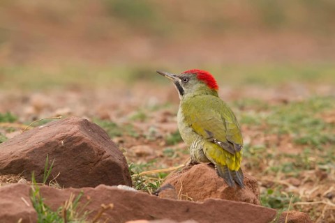 Levaillant's Woodpecker (Picus vaillantii) male, Morocco